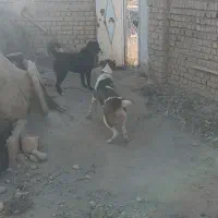 سگ گله و نگهبان|سگ|خمین, |دیوار