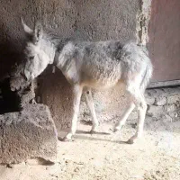 نر  سالم سلامت  علف میخوره