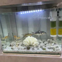 آکواریوم شرکتی|ماهی|تربت جام, مسکن مهر|دیوار