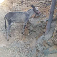 خرنر|حیوانات مزرعه|کلاترزان, |دیوار