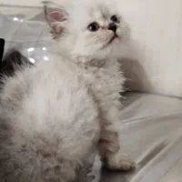 دوتاگربه میکس پرشین بریتیش ورق بزنید