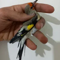 سهره .عروسک|پرنده|هشتگرد, فاز ۷ مهستان|دیوار