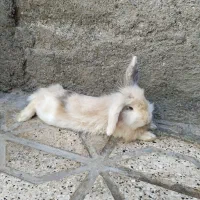 خرگوش لپ نر جوان
