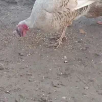 قیمت بوقلمون نر300