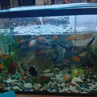 آکواریوم نو