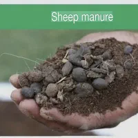 کود حیوانی گوسفندی