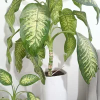 فروش فوری|گل و گیاه طبیعی|شیراز, جوادیه|دیوار