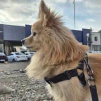 سگ پامرانین روباهی