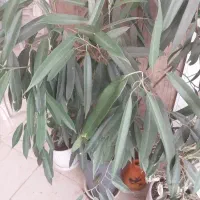 فروش زمین باغشهری