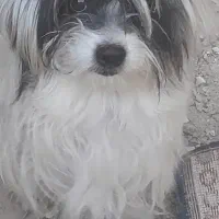 سگ باهوش وارنگ اندازه گربه