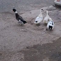 اردک و بوقلمون|حیوانات مزرعه|بناب, |دیوار