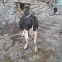 گاو بوداز ۱۵روز مانده زایمان ۳۰گیلو شیر