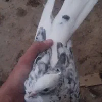 دوتا کبوتر غریب شرطی|پرنده|سقز, |دیوار