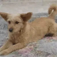 گمشده/مژدگانی 20 میلیون