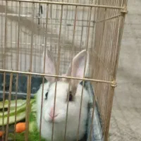 خرگوش سرحال وسالم به علت نداشتن جا