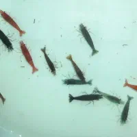 کت پوزه بوته ای و شریمپ نئوکاردینا (میگوآکواریوم)