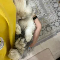 فروش خرگوش