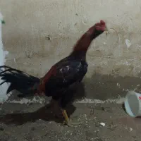 لاری ۱۱ماهه خ ر و س|حیوانات مزرعه|چهاربرج, |دیوار