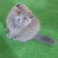 گربه اسکاتیش تریپل فولد