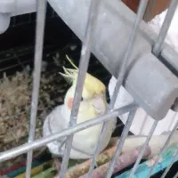 یک جفت عروس هلندی