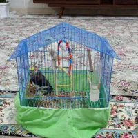 عروس هلندی نر سرحال رام