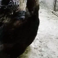 مرغ وخروس لاری نصل دار