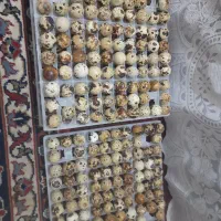 تخم بلدرچین  خوراکی