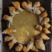 خزنده حلزون