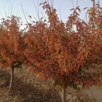 فروش-زمین-باغی-سند-شش-دانگ-تک-برگی