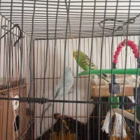 یک جفت مرغ عشق آماده تخم گذاری|پرنده|تربت جام, معدآباد|دیوار