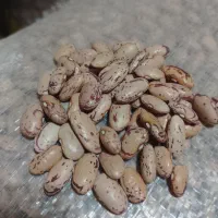 لوبیا چیتی