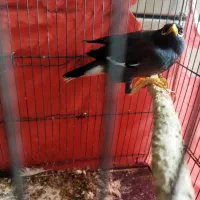 سلام ی میناه نره مامله با