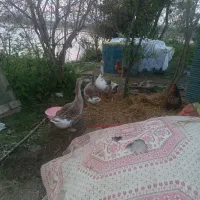 فروش غاز محلی