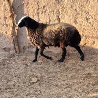 قوچ دو دندان شیشک شال|حیوانات مزرعه|رامند, |دیوار