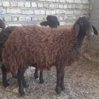 بره ماده افشاری