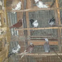 کبوتر پرشی وجفت گاهی