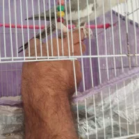کارتن موزی 15عدد فروشی جهت اسباب‌کشی|ابزارآلات|مشهد, جانباز|دیوار