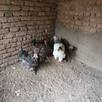 مرغ برهما