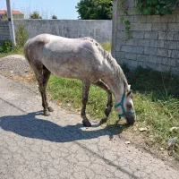 فروش اسب سوارکاری