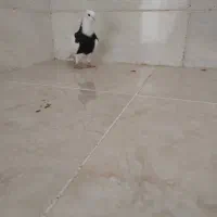 نر طوق سیا|پرنده|شوشتر, |دیوار