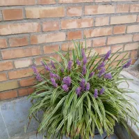 گل طبیعی
