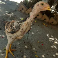 جوجه اوشامو