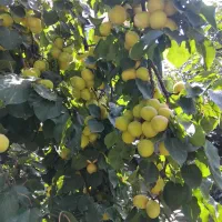 زردآلو اورگانیک