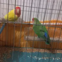 یک جفت طوطی برزیلی قشنگ