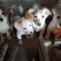 نژاد اشپیدز