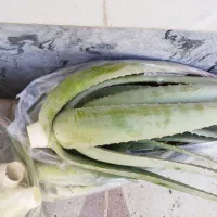 آلوئورا درجه یک