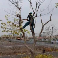 انجام خدمات باغبانی باغچه ،هرس ،کاشت