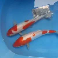 کوی دویتسو و اصیل