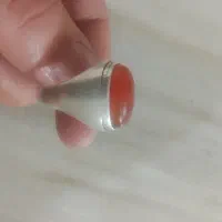 کلوخه یمنی طوق دار