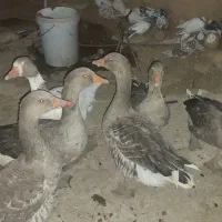 غاز